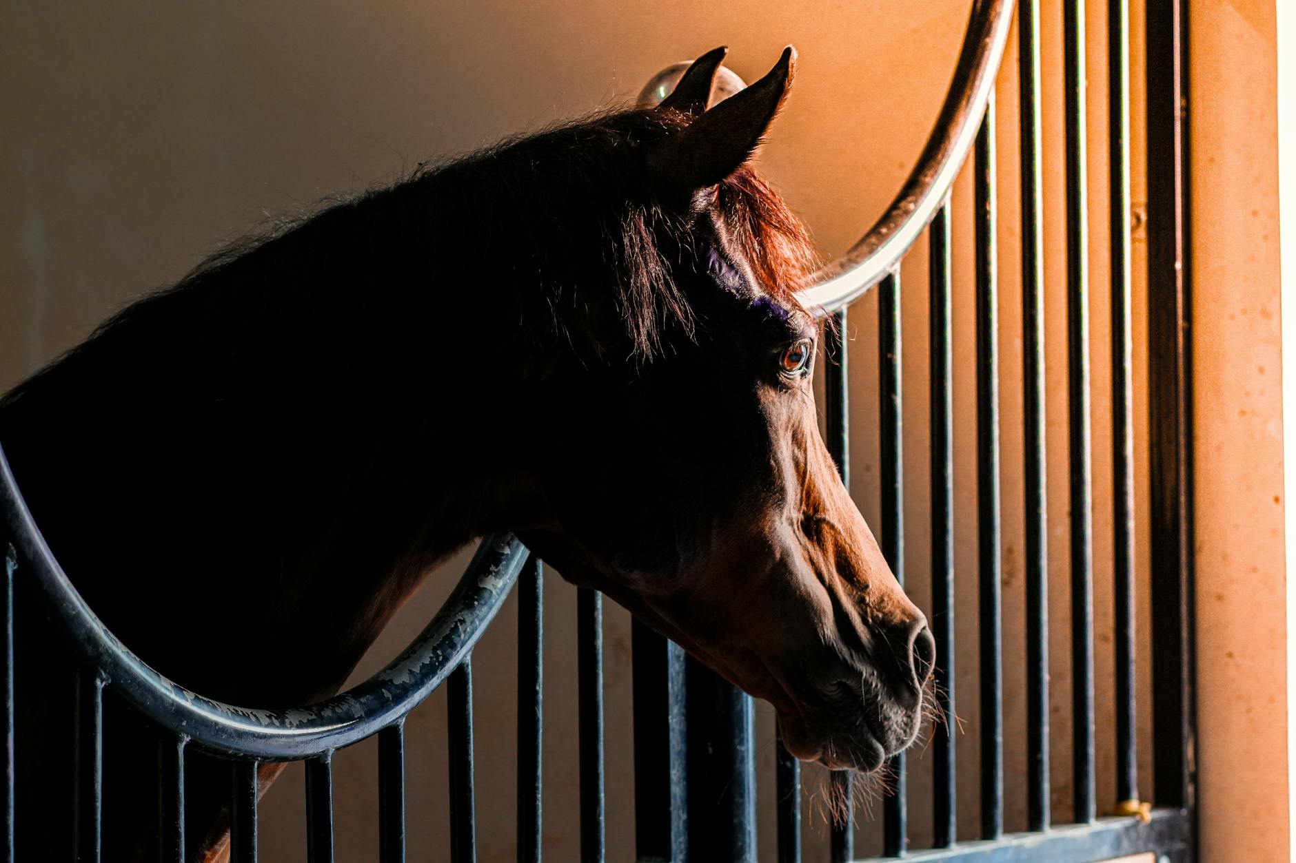 Arabski koń z profilu stojący w stajni w Abu Zabi